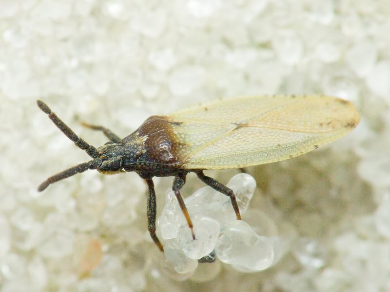 Catoplatus carthusianus (Goeze, 1778)